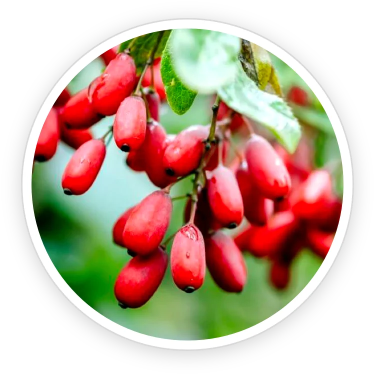 Barberry berries, the botanical source of berberine