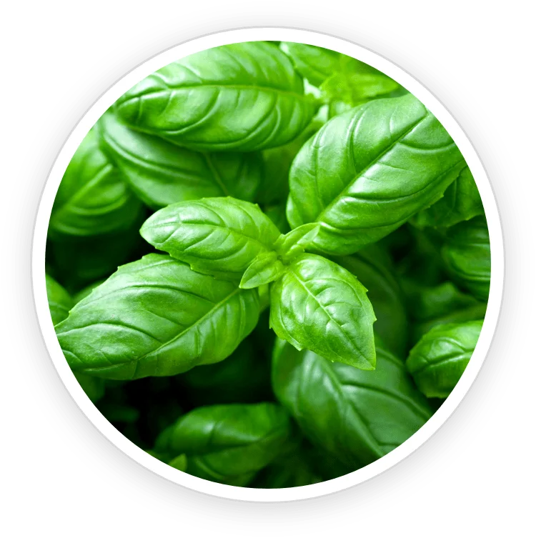 Fresh holy basil (tulsi) leaves